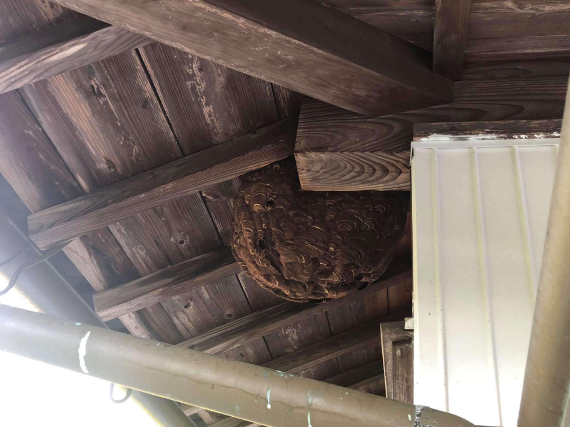 徳島の神山町でハチ駆除（スズメバチ）