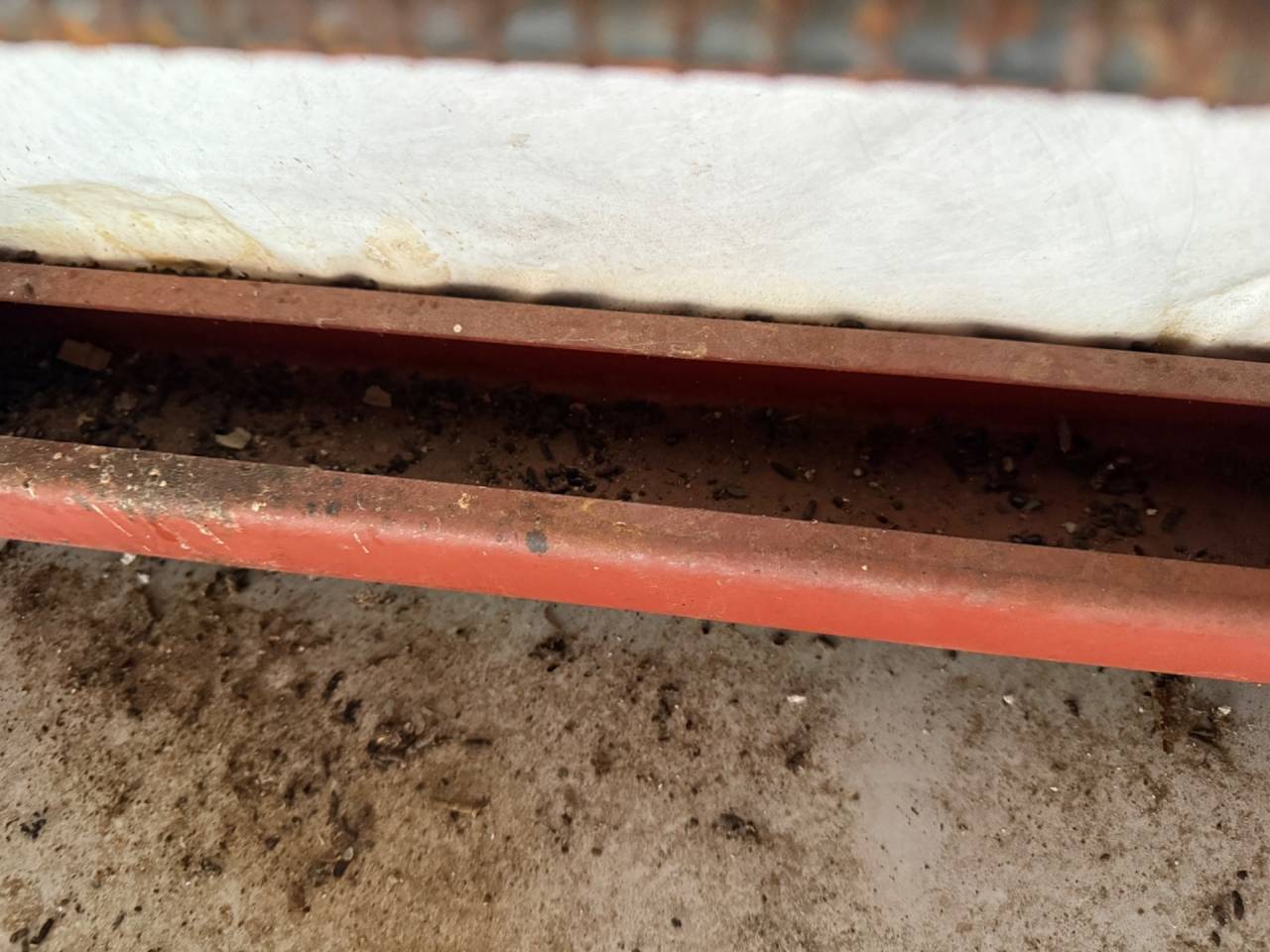 徳島で害獣駆除（コウモリ）