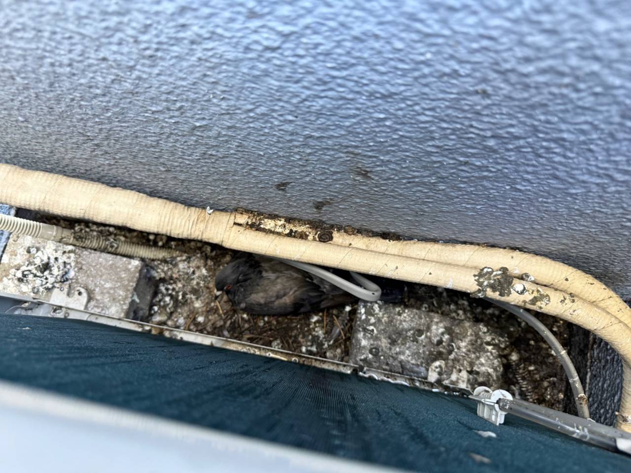 徳島で害獣駆除（鳩駆除）