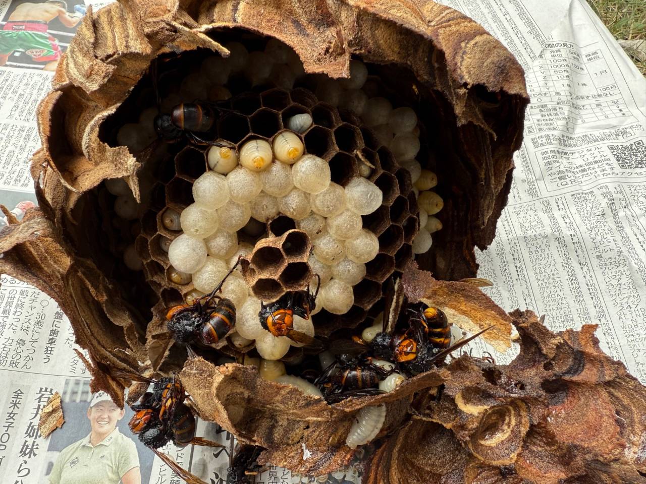 徳島で蜂駆除（スズメバチ）