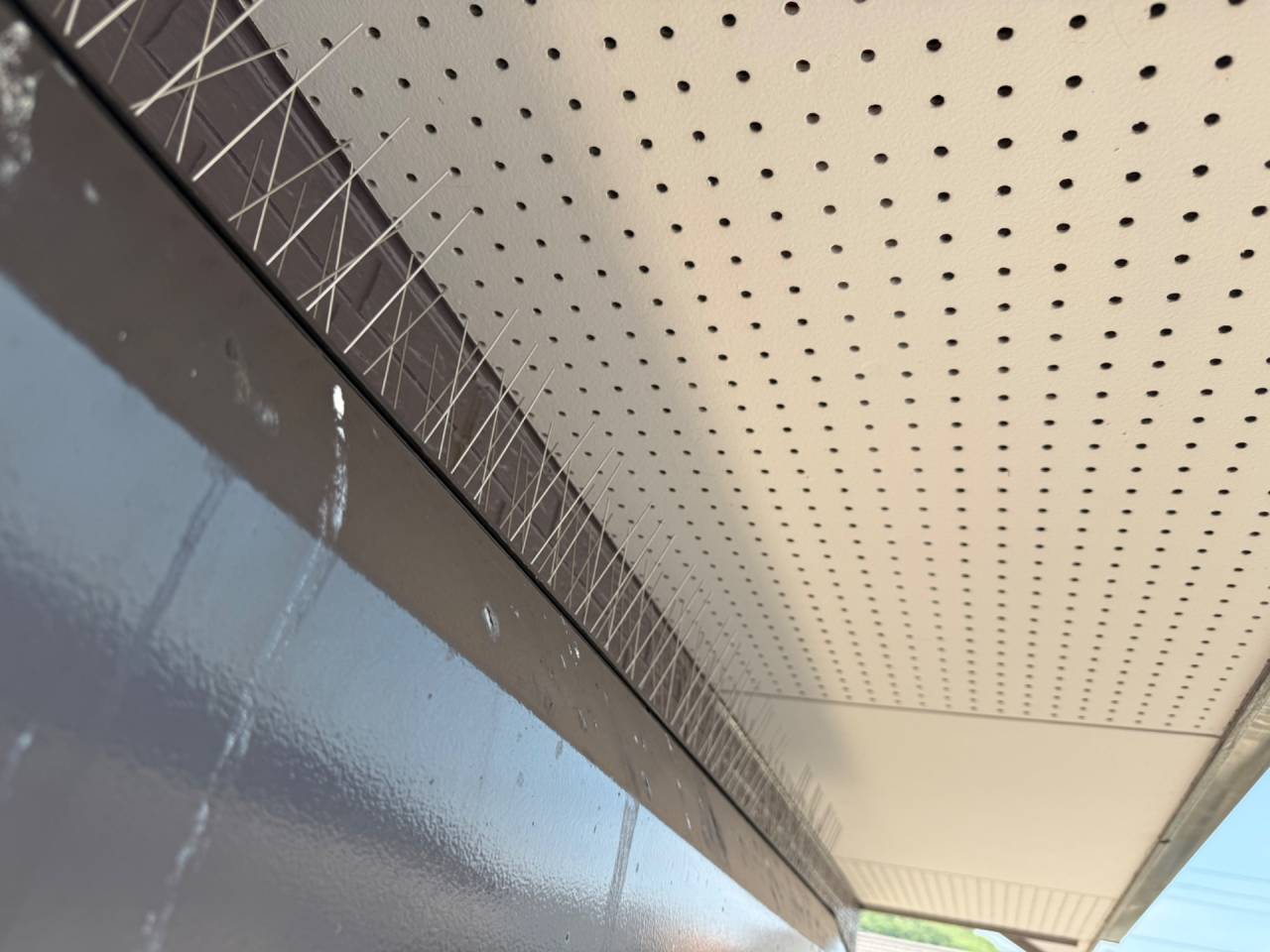 徳島で鳩駆除（鳩よけスパイク）