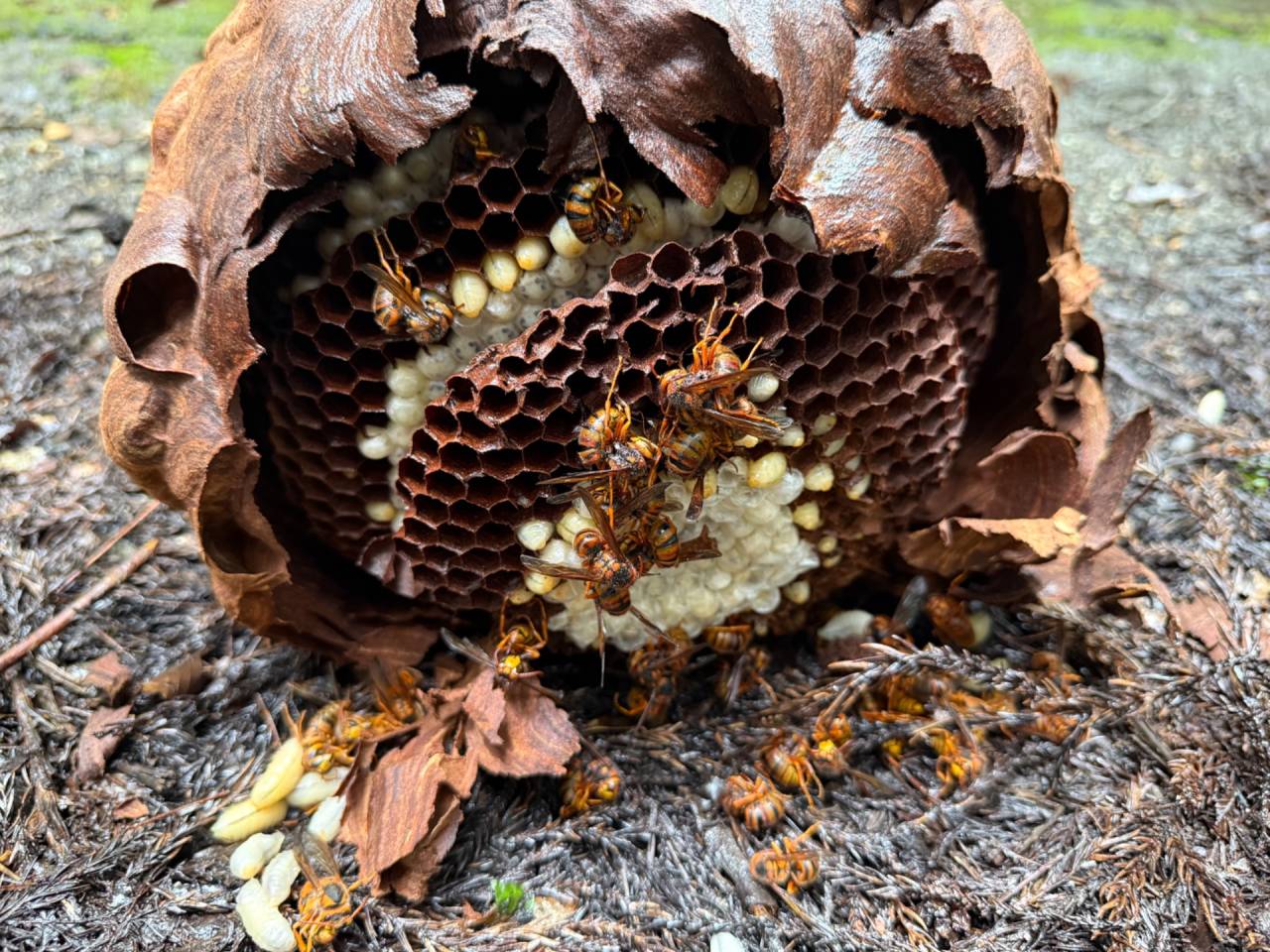 徳島で蜂駆除（スズメバチ）