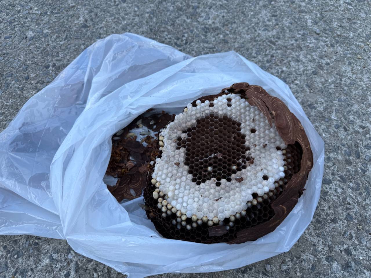 徳島県神山町で蜂駆除（スズメバチ）