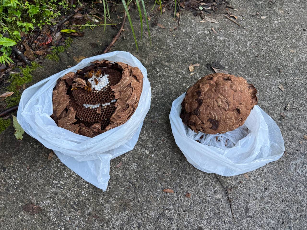 徳島県上勝町で蜂駆除（スズメバチ）