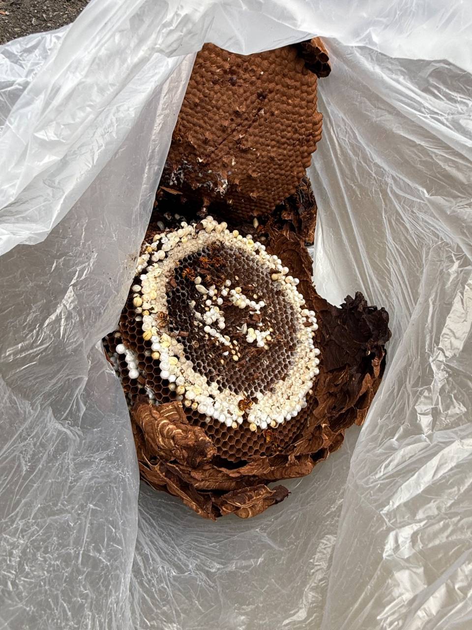 徳島県上勝町で蜂の巣駆除（スズメバチ）