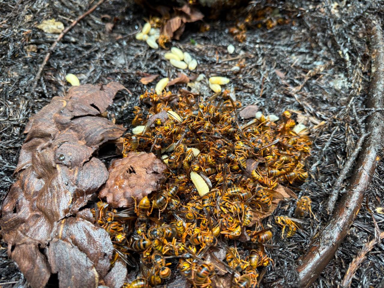 徳島市で害虫駆除（スズメバチ）