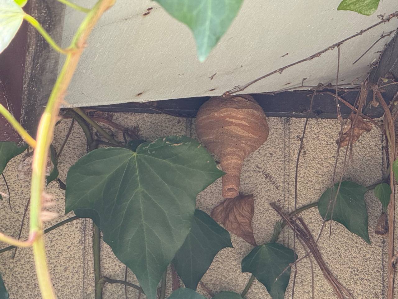 徳島市害虫駆除スズメバチ駆除