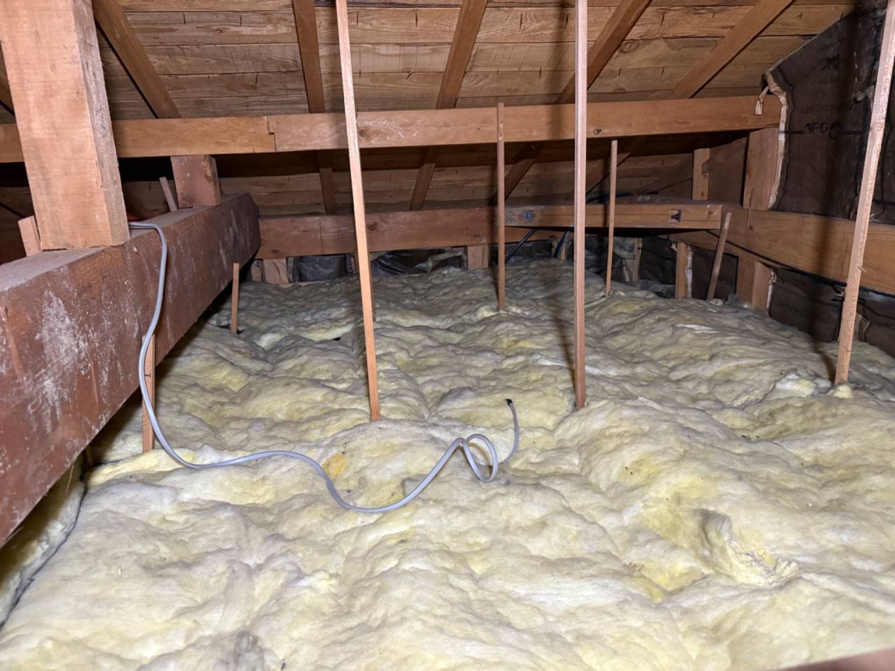 徳島市で害獣駆除、屋根裏調査