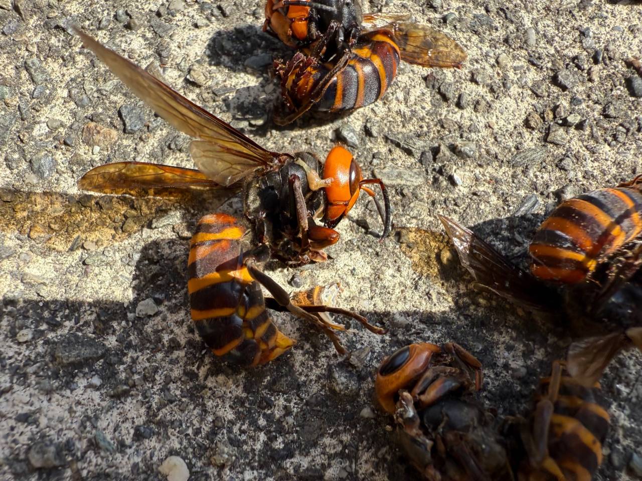 徳島県佐那河内村で害虫駆除（オオスズメバチ）
