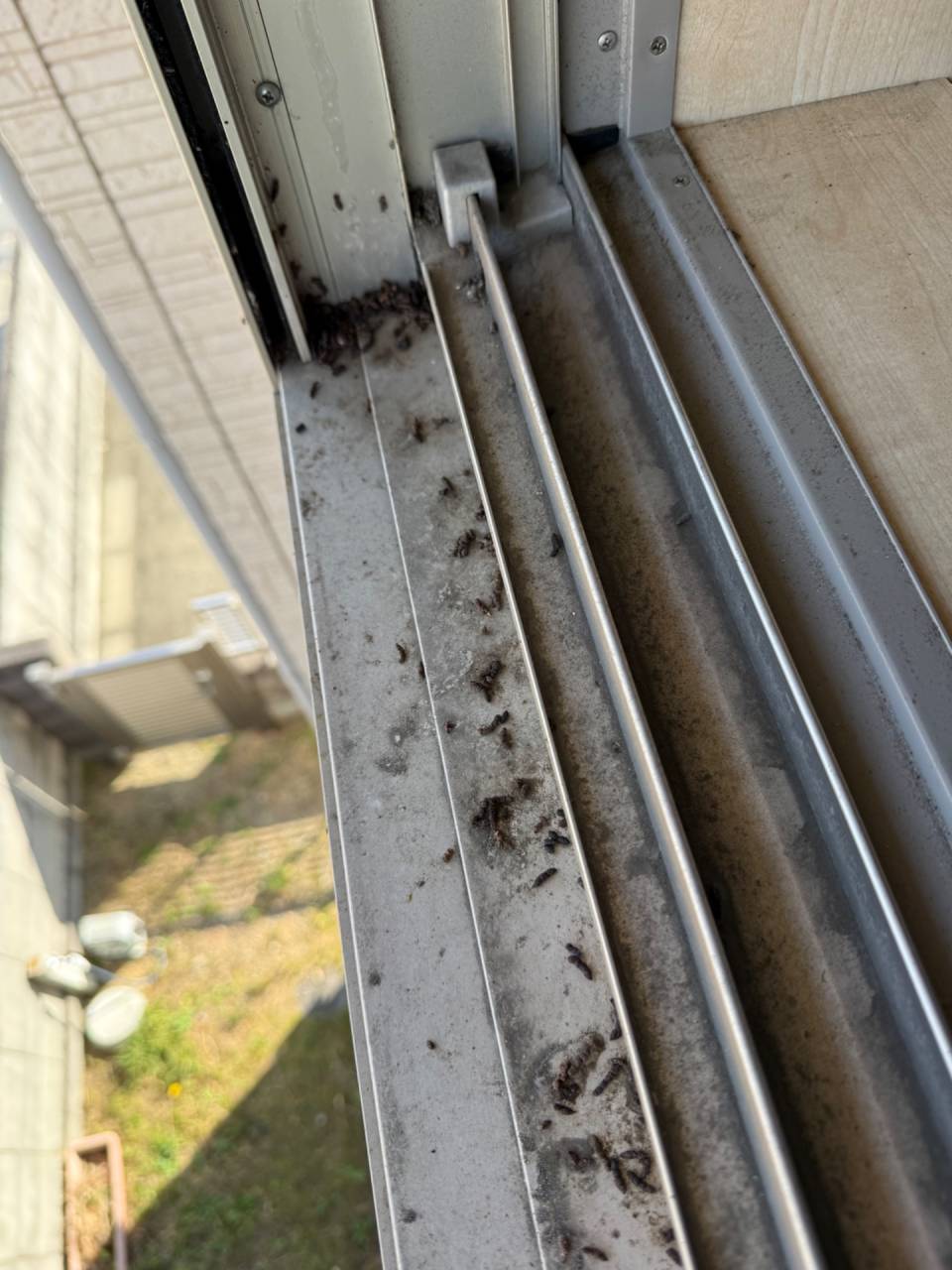 徳島市にて害獣駆除（コウモリ）