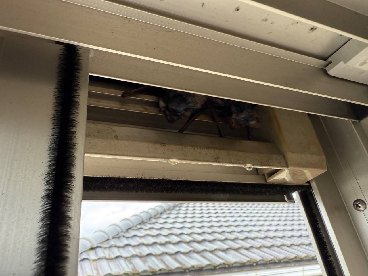 徳島市で害獣駆除（コウモリ）