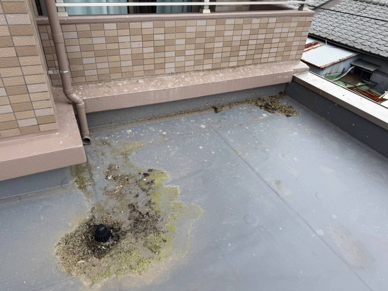 徳島市で害獣駆除（鳩駆除）